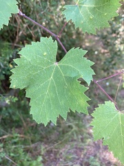 Vitis silvestrii