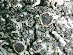 Phaeophyscia sciastra