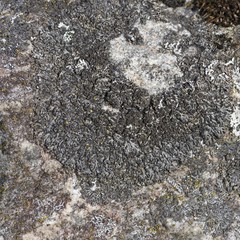 Phaeophyscia sciastra