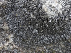 Phaeophyscia sciastra