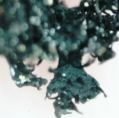 Phaeophyscia sciastra