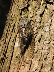 Macrosemia kareisana