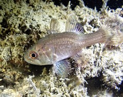 Vincentia novaehollandiae