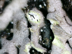 Phaeophyscia sciastra