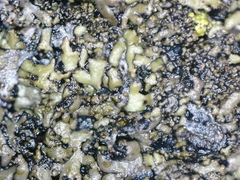 Phaeophyscia sciastra