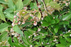 Cuscuta europaea