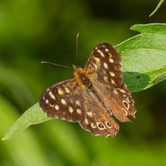 Pararge aegeria