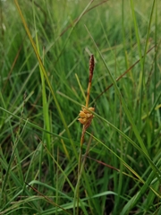 Carex panicea