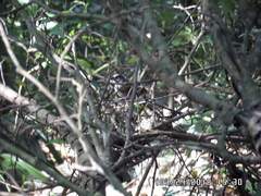 Arremonops chloronotus