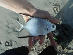 Trachinotus goodei