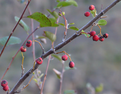 Cotoneaster integerrimus