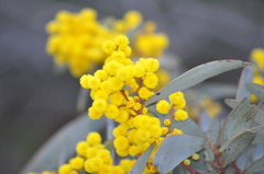 Acacia notabilis