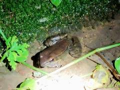 Sylvirana mortenseni