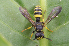 Cerceris quadricincta