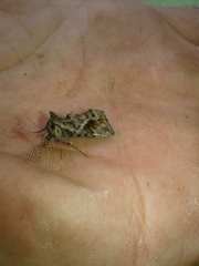 Ctenoplusia accentifera