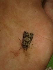 Ctenoplusia accentifera