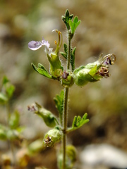 Teucrium botrys