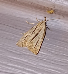 Macrochilo bivittata