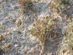 Teucrium pumilum
