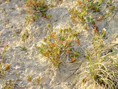 Teucrium pumilum