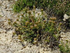 Teucrium pumilum