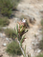 Teucrium pumilum