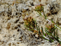 Teucrium pumilum