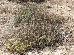 Thymus lacaitae