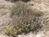 Thymus lacaitae - Photo (c) Juan Bautista Vera Perez, some rights reserved (CC BY-NC), uploaded by Juan Bautista Vera Perez