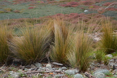Austrostipa stipoides