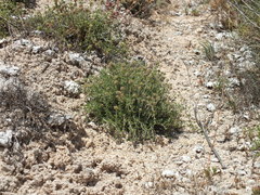 Thymus lacaitae