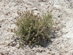 Thymus lacaitae