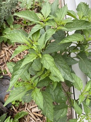 Physalis philadelphica