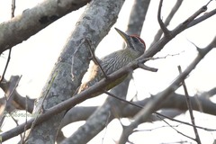 Picus xanthopygaeus