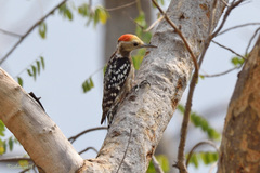 Leiopicus mahrattensis