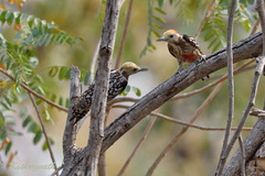 Leiopicus mahrattensis