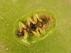Cassida prasina