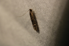 Tineidae clade b