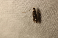 Tineidae clade b