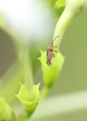 Teleonemia scrupulosa