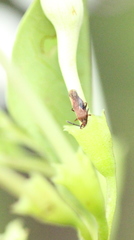 Teleonemia scrupulosa