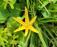 Pauridia serrata serrata