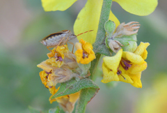 Peribalus strictus strictus