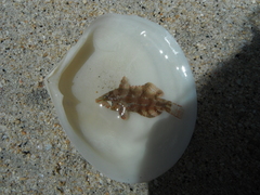 Doratonotus megalepis