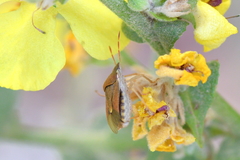 Peribalus strictus strictus