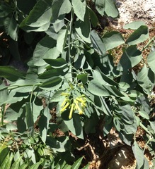 Nicotiana glauca