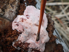 Leptoporus mollis image