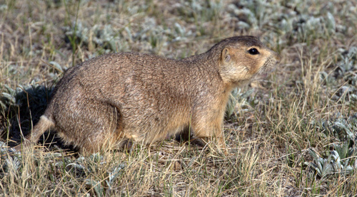 Gunnison's Prairie Dog