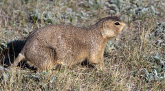 Gunnison's Prairie Dog photo 3