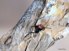 Latrodectus mirabilis